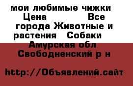 мои любимые чижки › Цена ­ 15 000 - Все города Животные и растения » Собаки   . Амурская обл.,Свободненский р-н